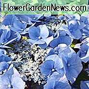 Hortensie Macrophylla 'Zorro', Großblättrige Hortensie 'Zorro', Spitzenkapsel Hortensie 'Zorro', Hortensie 'Zorro', blaue Hortensie, rosa Hortensie