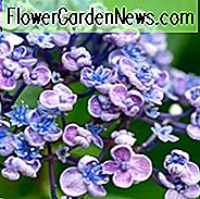Hortensie Macrophylla 'Ayesha', Großblättrige Hortensie 'Ayesha', Mophead Hortensie 'Ayesha', Hortensia 'Ayesha', Hortensie macrophylla 'Silber Pantoffel', Hortensie macrophylla Uzu-Azisai ', blaue Hortensie, rosa Hortensie