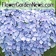 Hortensie Macrophylla 'Big Daddy', Großblatt Hortensie 'Big Daddy', Mophead Hortensie 'Big Daddy', Hortensia 'Big Daddy', blaue Hortensie, blaue Hortensia