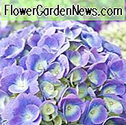 Hydrangea Macrophylla 'Bloomstruck', Großblättrige Hortensie 'Bloomstruck', Mophead Hydrangea 'Bloomstruck', Hortensia 'Bloomstruck', Hortensie macrophylla 'PIIHM-II', Endless Summer Serie