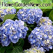 Hortensie Macrophylla 'Liebe Dolores', Großblättrige Hortensie 'Liebe Dolores', Mophead Hortensie 'Liebe Dolores', Hortensia 'Liebe Dolores', Blau Hortensie, Blau Hortensia, Hortensie macrophylla 'Wyatt LeFever'