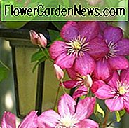 Clematis, späte große geblühte Clematis, späte Clematis, große geblühte Clematis, Gruppe 3 Clematis, purpurrote Clematis, lange blühende Clematis, rote Clematis, rosa Clematis, blaue Clematis