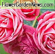 Rose 'Pink Perpetue', 'Pink Perpetue', Rosa 'Pink Perpetue', Kletterrose 'Pink Perpetue', Kletterrosen, großblumige Kletterrose, Floribunda-Rosen, rosa Rosen, duftende Rosen