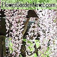 Wisteria Floribunda