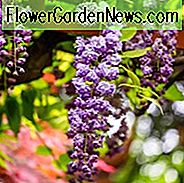 Wisteria Floribunda