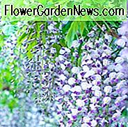 Wisteria Lavender Nėriniai, aromatiniai vynuogynai, aromatinės Wisteria, mėlynos Wisteria, levandos Wisteria