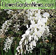 Wisteria Brachybotrys