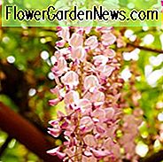 Wisteria Brachybotrys