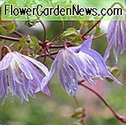 Clematis Blue-Dancer, Clematis alpina, Atragene Clematis, Gruppe 1 Clematis, Kleinblütige Clematis, Blaue Clematis, Clematis Rebe, Clematis Plant, Blumen Reben, Clematis Flower, Clematis Pruning