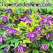 Clematis macropetala, Atragene Clematis, Gruppe 1 Clematis, kleinblütige Clematis, lila Clematis, Clematis Rebe, Clematis Pflanze, Blumen Reben, Clematis Blume, Clematis Pruning