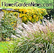 Beste Japanse zilvergrassen, Beste Chinese zilvergrassen, Beste meidengrassen, Beste Eulalia, Beste Miscanthus Sinensis