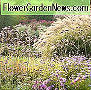 Hoe kiest u Miscanthus, Hoe siergrassen kiezen, Hoe kiest u Japans zilvergrassen, Selectiegids Chinees zilvergrassen, Selectiegids Maidengrassen, Eulalia selectiegids