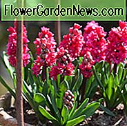 Hyacinthus Orientalis 'Hollyhock', Hyazinthe Hollyhock ', Doppelblütige Hyazinthe, Holländische Hyazinthe, Hyacinthus Orientalis, Hyazinthe, Frühlingszwiebeln, Frühlingsblumen, rosa Hyazinthe, rosa Blüten