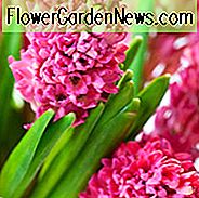 Hyacinthus Orientalis 'Jan Bos', Hyazinthe 'Jan Bos', Holländische Hyazinthe, Hyacinthus Orientalis, Hyazinthe, Frühlingszwiebeln, Frühlingsblumen, rosa Hyazinthe, rosa Blüten