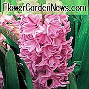 Hyacinthus Orientalis 'Lady Derby', Hyazinthe 'Lady Derby', Holländische Hyazinthe, Hyacinthus Orientalis, Hyazinthe, Frühlingszwiebeln, Frühlingsblumen, Hyazinthe, rosa Hyazinthe, Frühblüher, Frühlingsblüher, Lady Derby