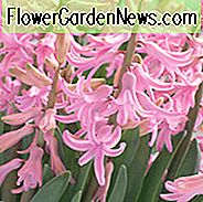 Hyacinthus Orientalis 'Pink Festival', Hyazinthe 'Pink Festival', Mehrblütige Hyazinthe, Holländische Hyazinthe, Hyacinthus Orientalis, Hyacinthus Multiflora, Frühlingszwiebeln, Frühlingsblumen, Rosa Hyazinthe, Rosa Blume