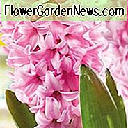Hyacinthus Orientalis 'Rosa Überraschung', Hyazinthe 'Rosa Überraschung', Holländische Hyazinthe, Hyacinthus Orientalis, Hyazinthe, Frühlingszwiebeln, Frühlingsblumen, rosa Hyazinthe, Frühjahrsblüher, Mitte Frühlingsblüher