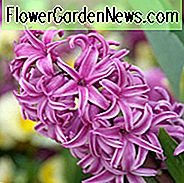 Hyacinthus Orientalis 'Purple Sensation', Hyazinthe 'Purple Sensation', holländische Hyazinthe, Hyacinthus Orientalis, gewöhnliche Hyazinthe, Frühlingszwiebeln, Frühlingsblumen, lila Hyazinthe, lila Blüte