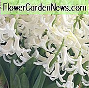 Hyacinthus Orientalis 'White Festival', Hyazinthe 'White Festival', Mehrblütige Hyazinthe, Holländische Hyazinthe, Hyacinthus Orientalis, Hyacinthus Multiflora, Frühlingszwiebeln, Frühlingsblumen, Weiße Hyazinthe, Weiße Blume