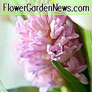 Hyacinthus Orientalis 'Anna Marie', Hyacinthus Orientalis 'Anne Marie', Hyazinthe 'Anne Marie', Hyazinthe 'Anna Marie', Holländische Hyazinthe, Hyacinthus Orientalis, Hyazinthe, Frühlingszwiebeln, Frühlingsblumen, rosa Hyazinthe, Frühjahrsblüher, Mitte Frühling Bloo