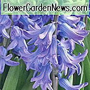 Hyacinthus Orientalis 'Blaues Festival', Hyazinthe 'Blaues Festival', Multi-blühende Hyazinthe, holländische Hyazinthe, Hyacinthus Orientalis, Hyacinthus Multiflora, Frühlings-Birnen, Frühlings-Blumen, blaue Hyazinthe, blaue Blume