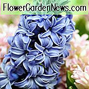 Hyacinthus Orientalis 'Blue Star', Hyazinthe 'Blue Star', Holländische Hyazinthe, Hyacinthus Orientalis, Hyazinthe, Frühlingszwiebeln, Frühlingsblumen, blaue Hyazinthe, blaue Blume