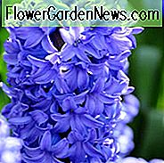 Hyazinthe Delfter Blau, Hyazinthe 'Delfter Blau', Holländische Hyazinthe, Hyacinthus Orientalis, Hyazinthe, Frühlingszwiebeln, Frühlingsblumen, blaue Hyazinthe, blaue Blume