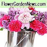 Blühen Sie Pfingstrosenjahreszeit, frühe MidseasonPeonies, Midseason-Pfingstrosen, Spätpfingstrosen, Pfingstrosen-Blüte-Zeiten