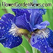 Sibirische Iris vorbei in Gloryland, Iris Siberica vorbei in Gloryland, sibirische Flagge vorbei in Gloryland, blaue Blumen, blaue Iris, blaue sibirische Iris