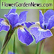 Sibirische Iris Silver Edge wachsende Informationen, Iris Siberica Silver Edge wachsende Informationen, Sibirische Flagge Silver Edge wachsenden Informationen