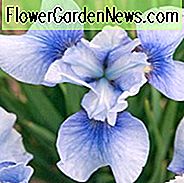 Sibirischer Iris-Himmel-Spiegel, Iris Sibirica-Himmel-Spiegel, sibirischer Flaggen-Himmel-Spiegel, blaue Blumen, blaue Sibirische Iris, blaue Iris