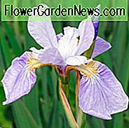 Iris Sibirica 'Sky Wings', Sibirische Iris Sky Wings ', Sibirische Flagge Sky Wings', Blaue Blumen, Blumen für nasse Böden, Pflanzen für nasse Böden