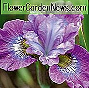 Sibirische Iris-Erdbeere, Iris Siberica-Erdbeere angemessen, sibirische Flagge Erdbeermesse, purpurrote Blumen, Lavendel-Blumen, purpurrote Iris, Lavendel-Iris
