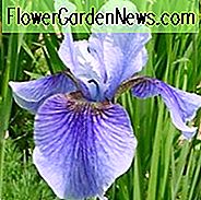 Sibirische Iris Super Ego wachsende Informationen, Iris Siberica Super Ego wachsende Informationen, sibirische Flagge Super Ego wachsenden Informationen