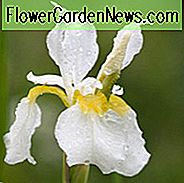 Iris Sibirica 'White Swirl' wächst Informationen, Sibirische Iris 'White Swirl', Sibirische Flagge 'White Swirl', Weiße Blumen, Blumen für nasse Böden, Pflanzen für nasse Böden