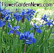 Sibirische Iris Blauer Mond, Iris Sibirica Blauer Mond, Sibirische Flagge Blauer Mond, blaue Blumen, blaue sibirische Iris, blaue Iris