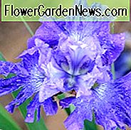 Sibirische Iris Blaubeermesse, Iris Siberica Blaubeermesse, Sibirische Flagge Blueberry Fair, Blaue Blumen, Blaue Iris, Blaue Sibirische Iris