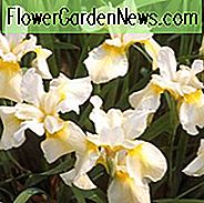Sibirische Iris Butter und Suga wachsen Informationen, Iris Siberica Butter und Suga wachsen Informationen, Sibirische Flagge Butter und Suga wachsen Informationen, Gelbe Sibirische Schwertlilien