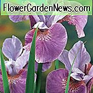 Iris Sibirica 'Lavender Bounty' wächst Informationen, sibirische Iris 'Lavender Bounty', sibirische Flagge 'Lavender Bounty', lila Blüten, Blumen für feuchte Böden, Pflanzen für nasse Böden