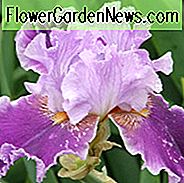 Iris 'Louisas Lied', Hoher Schwertlilie Louisas Lied, Iris Germanica Louisas Lied, Frühe Iris, Preis Iris, Lila Schwertlilien