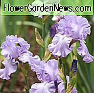 Iris 'Mary Frances', Hohe Schwertlilie 'Mary Frances', Iris Germanica 'Mary Frances', Mitteljährige Iris, Iris, Lavendel Iris, Dykes Medaille