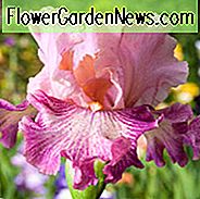 Iris 'Musiker', Hoher Schwertlilie 'Musiker', Iris Germanica 'Musiker', Frühe Schwertlilien, Rosa Schwertlilien, Preislilien, Zweifarbige Schwertlilien, Flieder Schwertlilien, Lavendel Schwertlilien