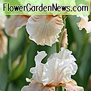 Iris Pagan Göttin, Schwertlilie Pagan Göttin, Iris Germanica Heidnische Göttin, Reblooming Iris, duftenden Schwertlilien, Creme Iris, rosa Schwertlilien