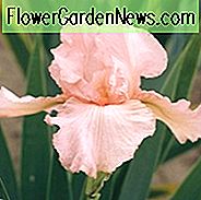 Iris Pink Attraction wachsende Informationen, Schwertlilie Pink Attraction wachsende Informationen, Iris Germanica Pink Attraktion, Reblooming Iris, duftenden Iris, Pink Iris