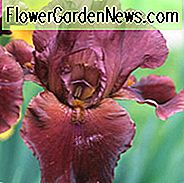 Iris 'Roter Reiter', Hoher Schwertlilie 'Roter Reiter', Iris Germanica 'Roter Reiter', Frühe Jahreszeit Iris, Rote Iris, Preis Iris, Lila Iris