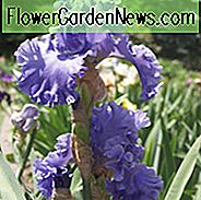 Iris 'Sea Power', hohe Schwertlilie 'Sea Power', Iris Germanica 'Sea Power', duftende Schwertlilien, duftende Schwertlilien, Iris der mittleren Jahreszeit, blaue Schwertlilien, Schwertlilien
