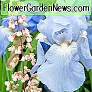 Iris Sugar Blues, Schwertlilie Sugar Blues, Iris Germanica Zuckerblues, Reblooming Iris, Duftende Schwertlilien, Blaue Schwertlilien, Preis Iris