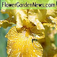 Iris 'Tigerhonig', hohe Schwertlilie 'Tigerhonig', Iris Germanica 'Tigerhonig', frühe Mittelzeisis, gelbe Schwertlilie, Schwertlilie, zweifarbige Schwertlilie, goldene Schwertlilie