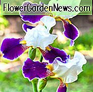 Iris 'Wabash', hohe Schwertlilie 'Wabash', Iris Germanica 'Wabash', Mittelrisalie, weiße Schwertlilie, violette Schwertlilie, zweifarbige Schwertlilie