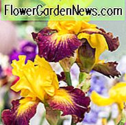 Iris 'Wer braucht einen Prinzen', Hohe Schwertlilie 'Wer braucht einen Prinzen', Iris Germanica 'Wer braucht einen Prinzen', Schwertlilien, Zweifarbige Schwertlilien, Schwertlilien, Gelbe Schwertlilien